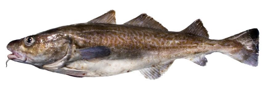 A whole Pacific cod on a white background.