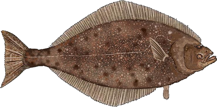 Pacific halibut shown from above, with a spotted brown topside.