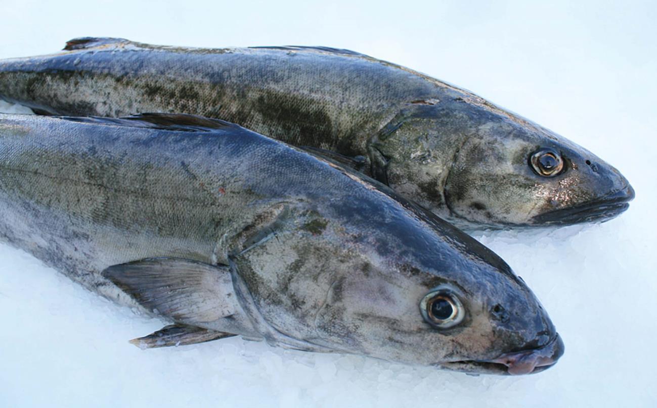Two whole sablefish, also called black cod, on ice.